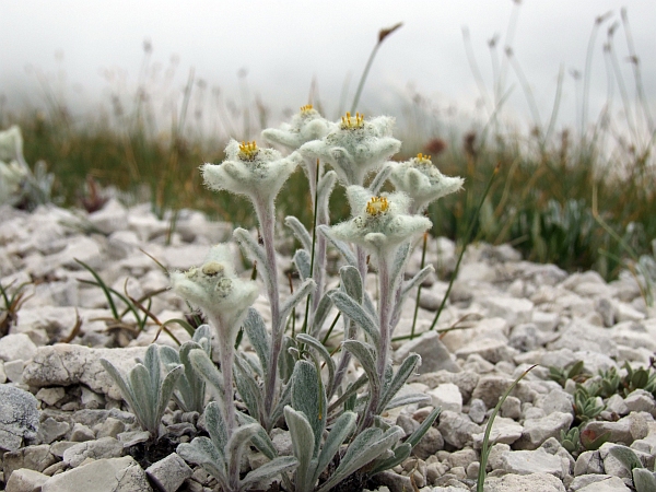 Leontopodium nivale / Stella alpina  appenninica